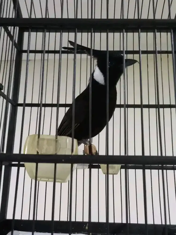 Di jual burung clilin