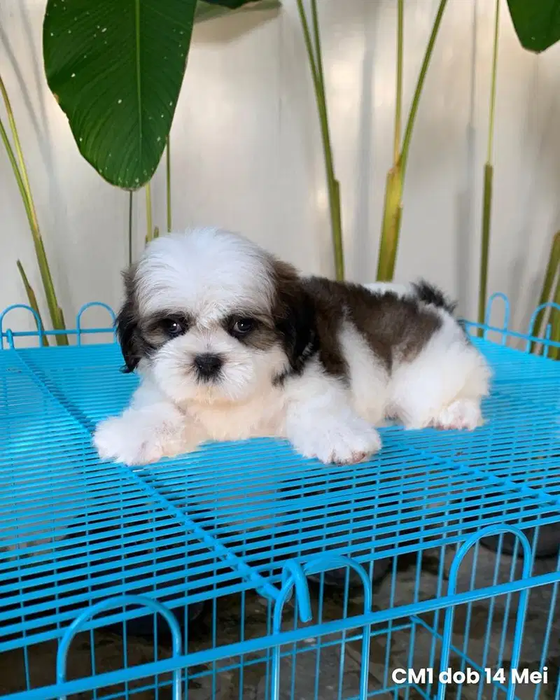 surabaya Anjing shihtzu shih tzu shitzu shitsu sitzhu