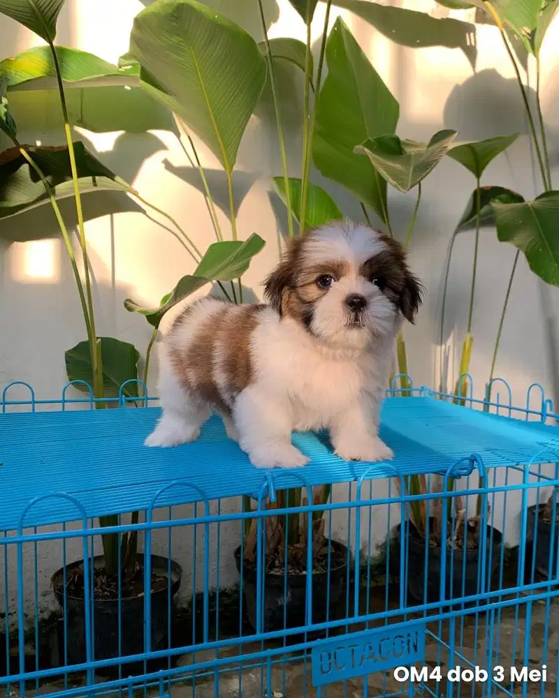 surabaya Anjing shihtzu shih tzu shitzu shitsu sitzhu