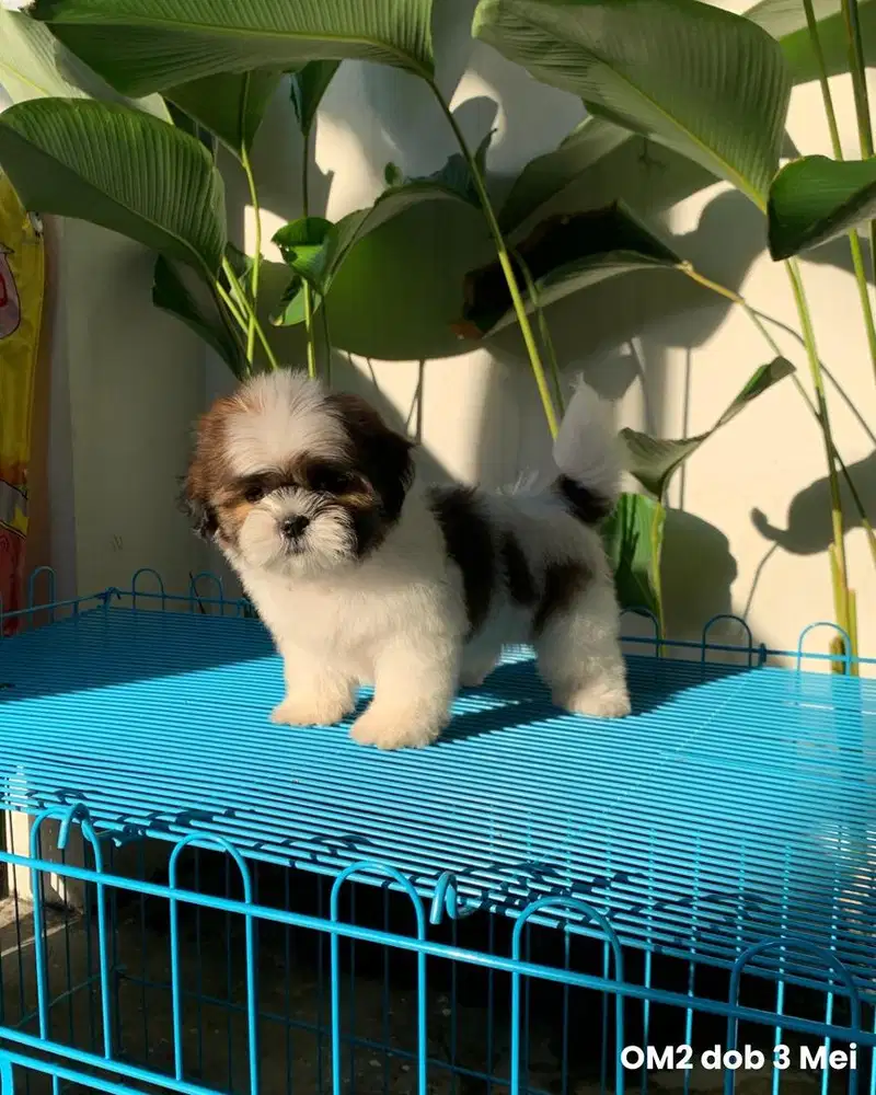 surabaya Anjing shihtzu shih tzu shitzu shitsu sitzhu
