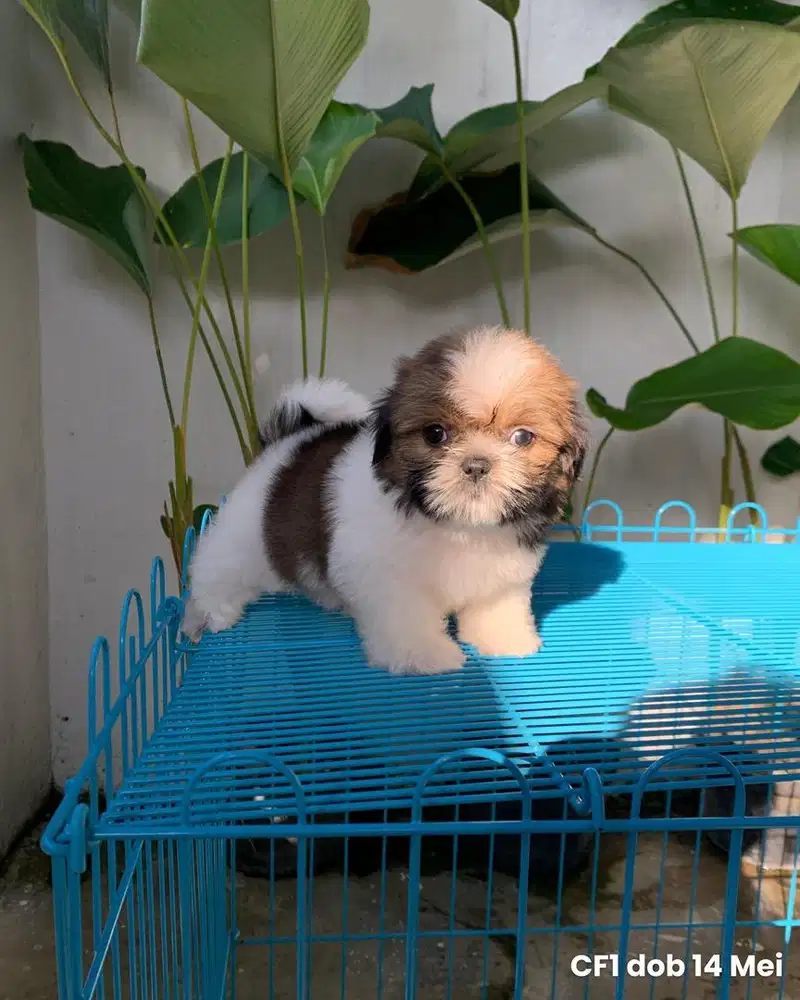 surabaya Anjing shihtzu shih tzu shitzu shitsu sitzhu