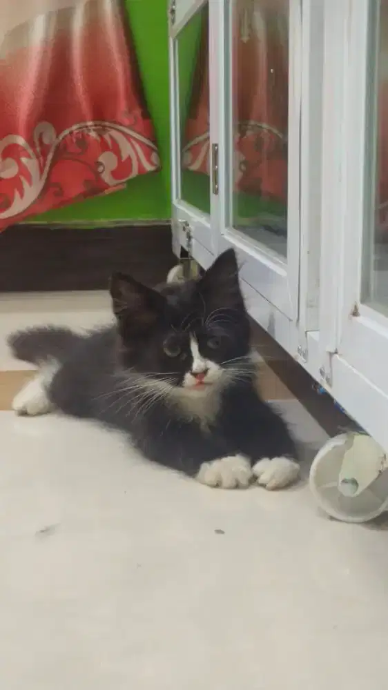 Anak Kucing/Kitten Persia Himalaya