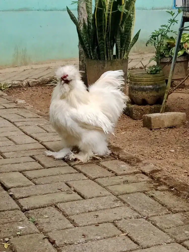 Ayam hias kapas amerika
