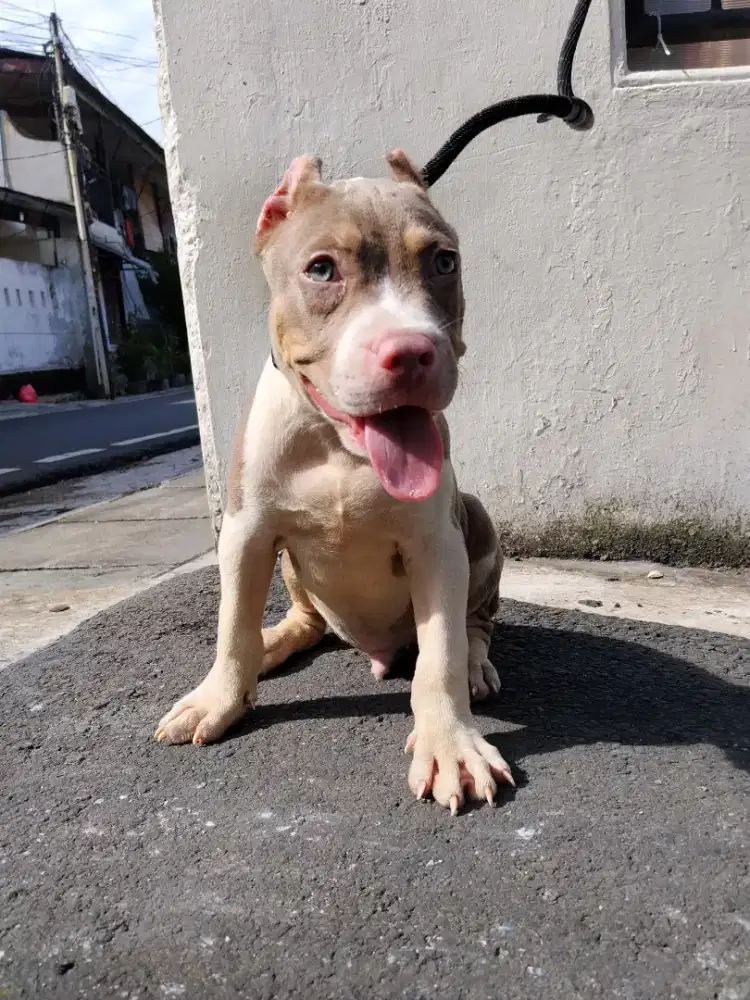 Puppies pitbull 3 bulan bigsize
