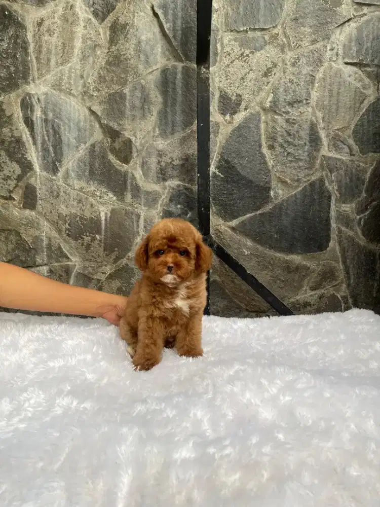 Red toy poodle female