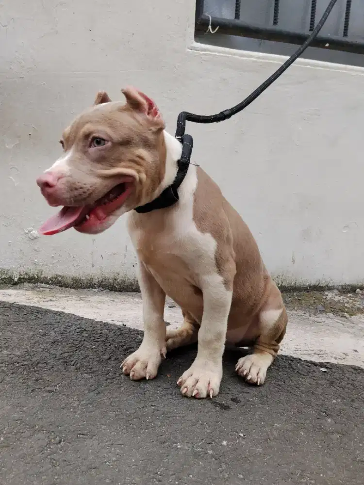 Puppies pitbull 3 bln