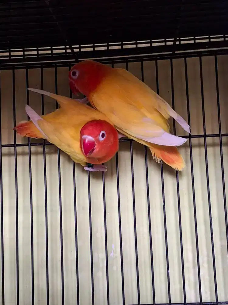Lovebird jodohan dewasa muda Biola Ino MM
