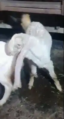 3 ekor anakan bakalan kambing etawa senduro 5 bulan 1 jantan 2 betina