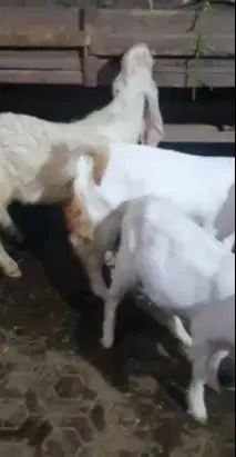 3 ekor anakan bakalan kambing etawa senduro 5 bulan 1 jantan 2 betina
