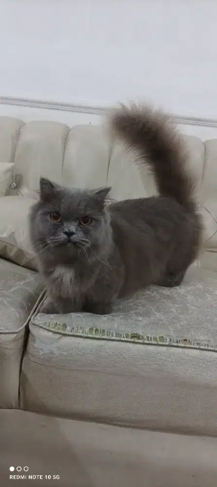 Munchkin BLH Jantan