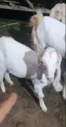 3 ekor bakalan kambing etawa senduro 5 bulanan 1 jantan 2 betina puas