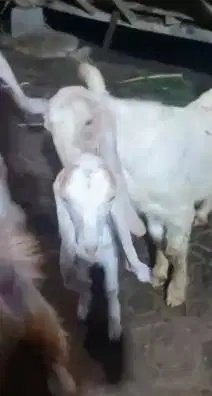 3 ekor bakalan kambing etawa senduro 5-6 bln 1 jantan 2 betina rawatan