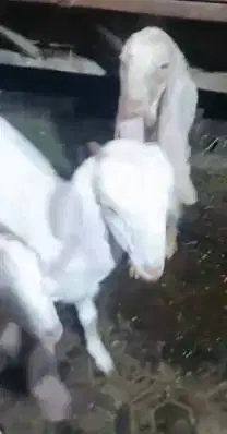 3 ekor bakalan kambing etawa senduro 5-6 bln 1 jantan 2 betina rawatan