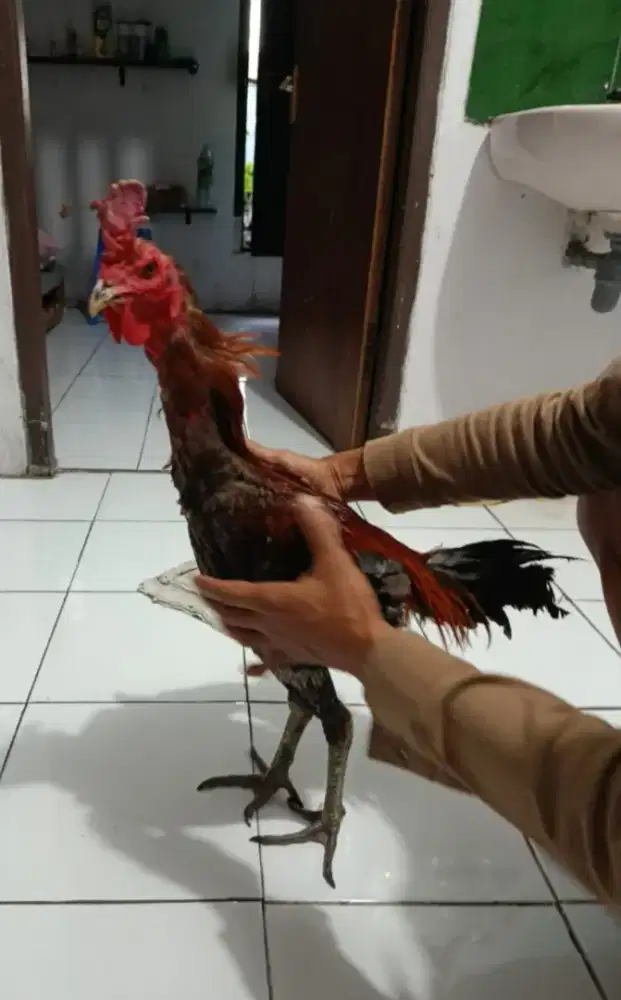 Anakan pamagon 4 bln