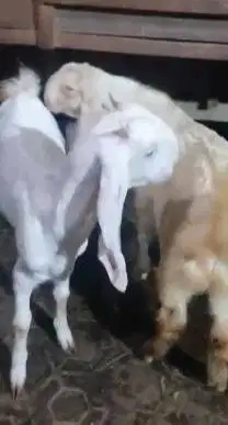 3 ekor bakalan kambing etawa senduro 5-6 bln 1 jantan 2 betina rawatan