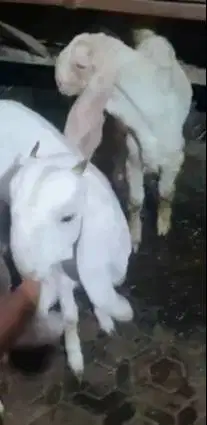 3 ekor bakalan kambing etawa senduro 5-6 bln 1 jantan 2 betina rawatan