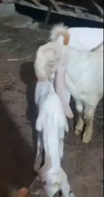 3 ekor bakalan kambing etawa senduro 5-6 bln 1 jantan 2 betina rawatan