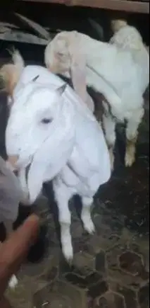 3 ekor bakalan kambing etawa senduro 5-6 bln 1 jantan 2 betina rawatan