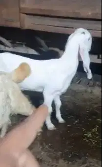 3 ekor bakalan kambing etawa senduro 5-6 bln 1 jantan 2 betina rawatan