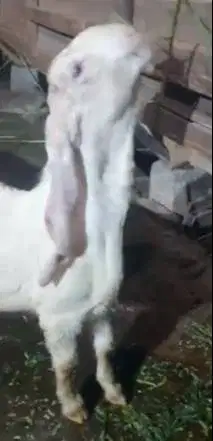 3 ekor bakalan kambing etawa senduro 5-6 bln 1 jantan 2 betina rawatan