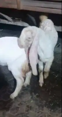 3 ekor bakalan kambing etawa senduro 5-6 bln 1 jantan 2 betina rawatan