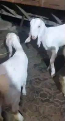 3 ekor bakalan kambing etawa senduro 5-6 bln 1 jantan 2 betina superan