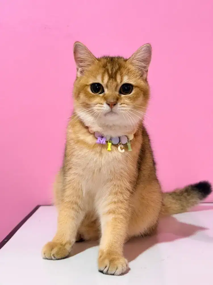 BSH Golden Betina