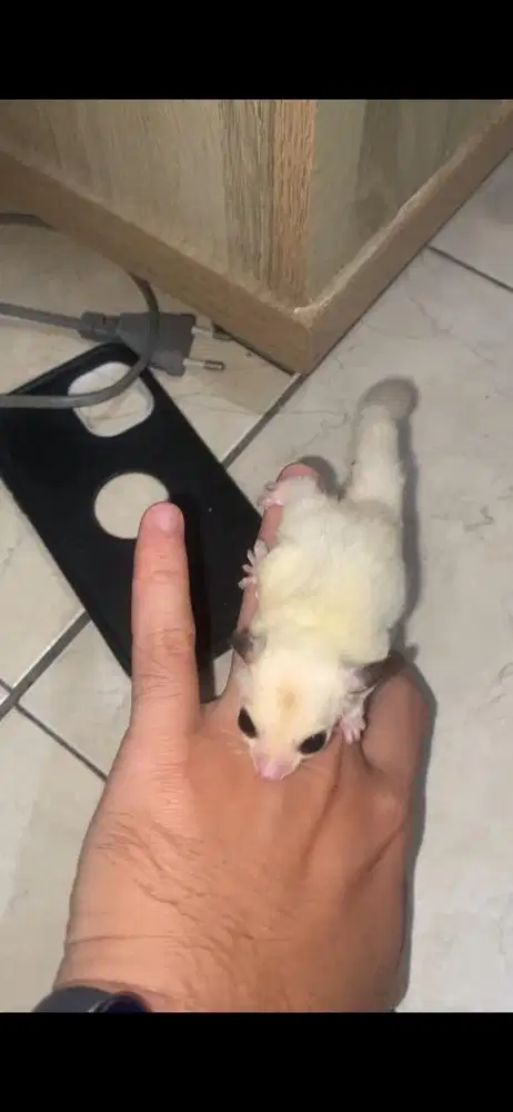 sugar glider white mozaik