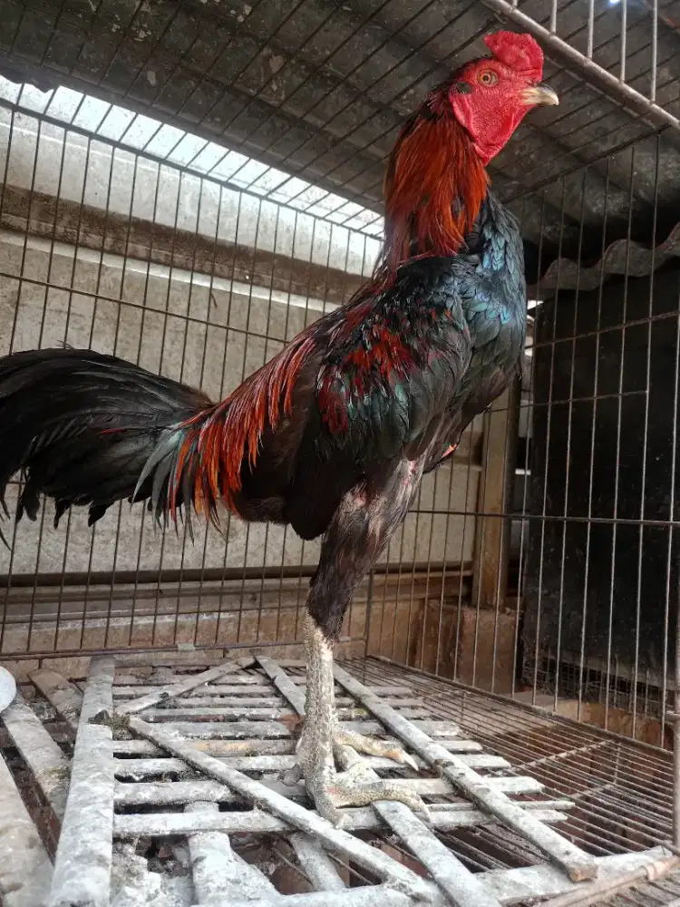 Jual Ayam Bangkok Mangon Win