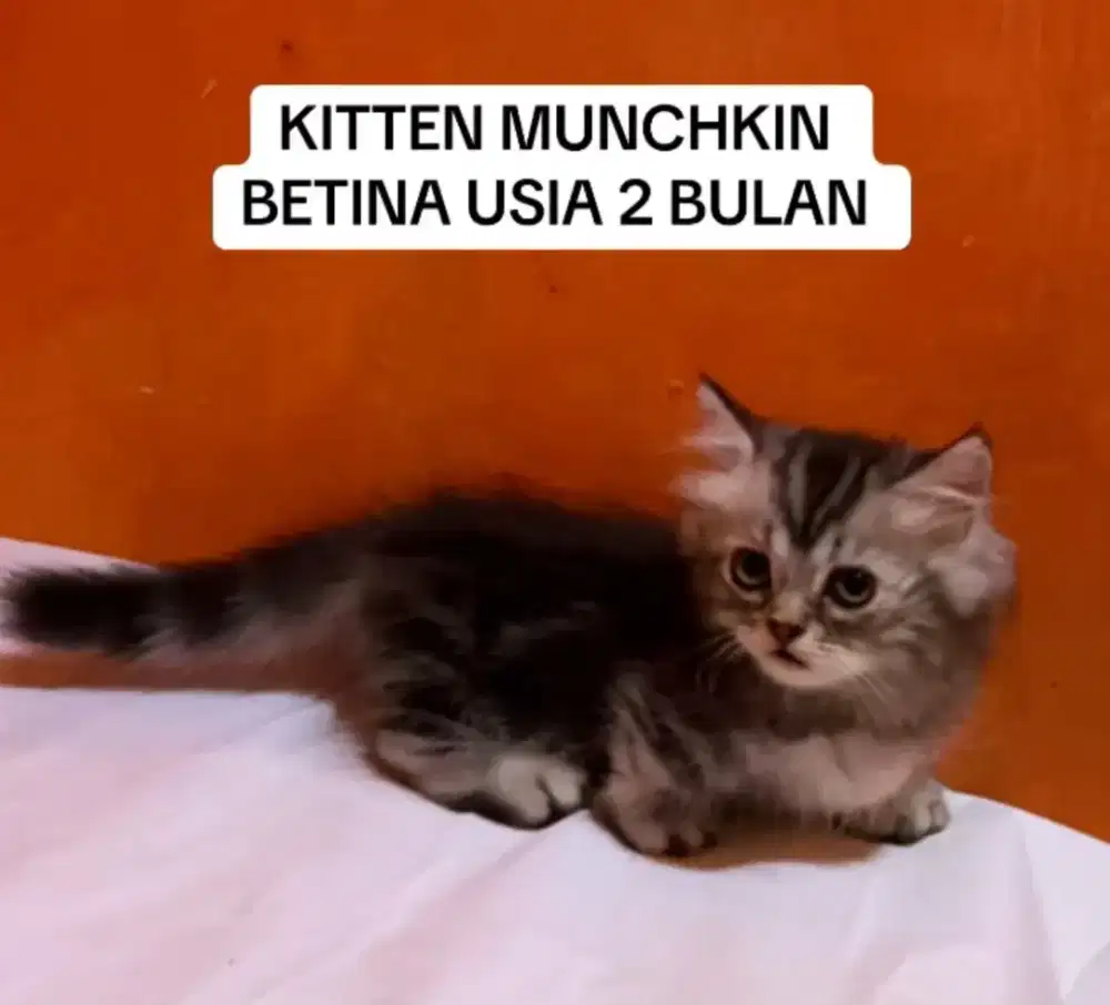 KITTEN KUCING MUNCHKIN