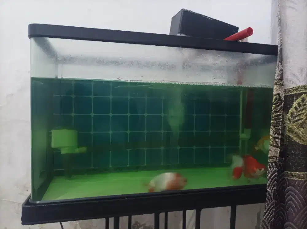 Aquarium kaca melengkung lengkap rak filter dan ikan koki 4 ekor