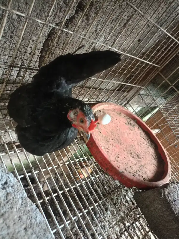 Jual ayam Kate indukan lagi bertelor