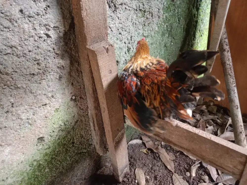 Jual ayam Kate jantan