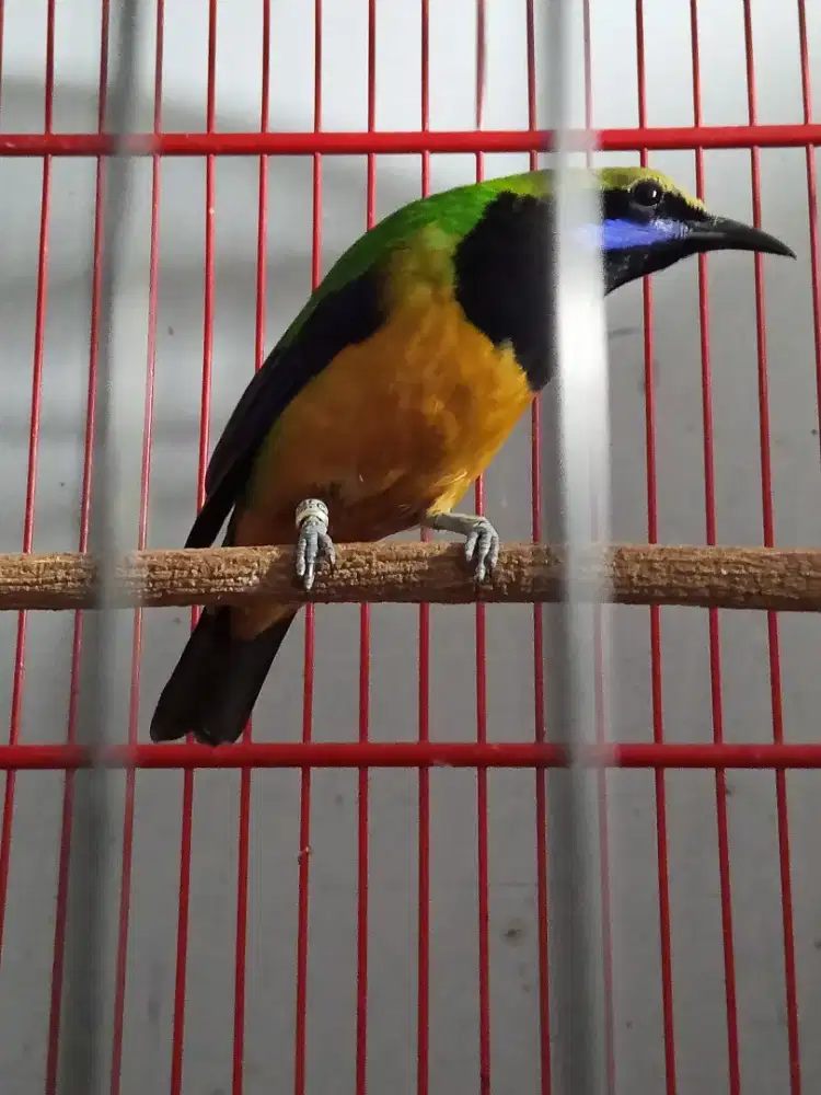 Cucak cungko pala kuning gacor