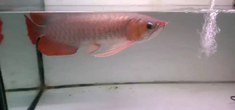Ikan hias Arwana SR Spek bagus size  -+50cm