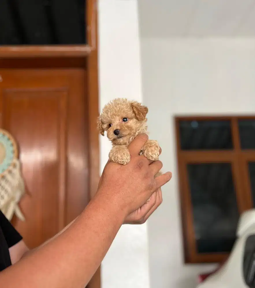 Anjing / puppies tiny poodle apricote