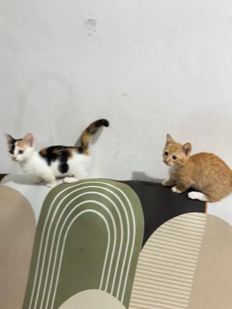 Munchkin borongan 2 ekor betina semua  2,5 juta