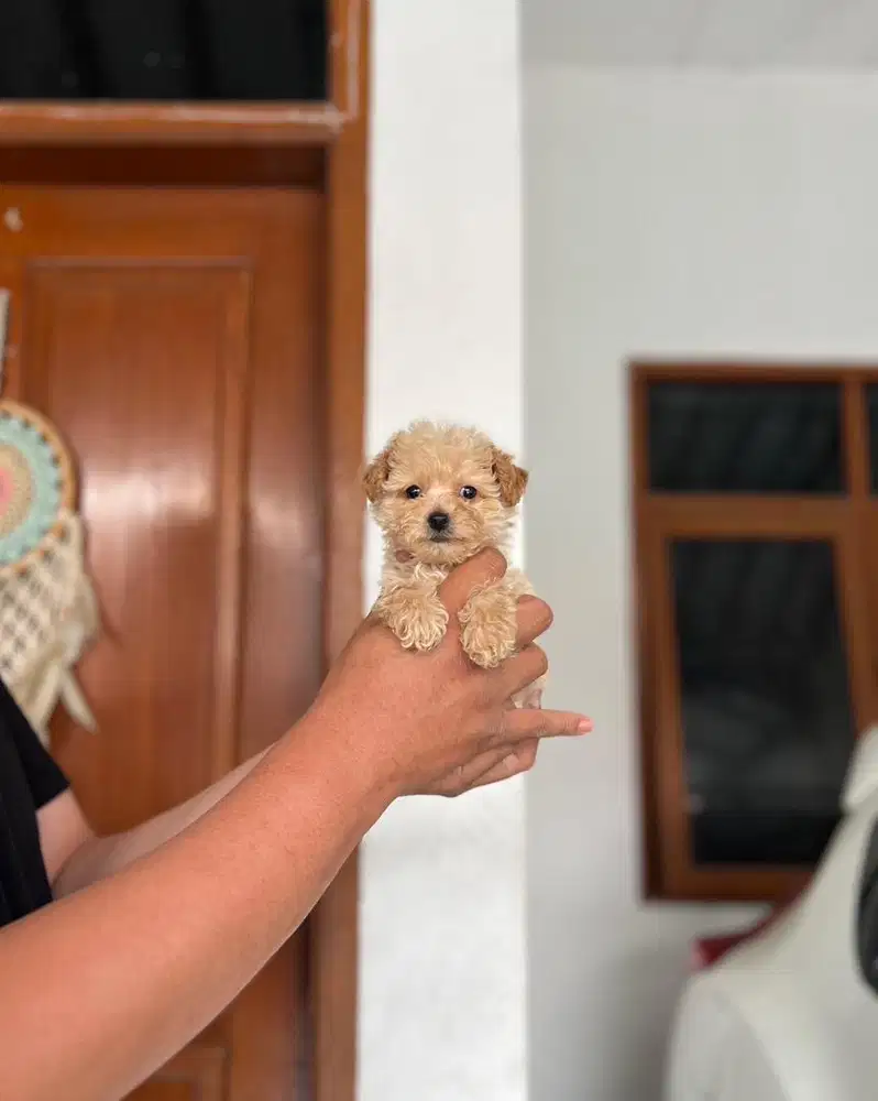 Anjing / puppies maltipoo cute