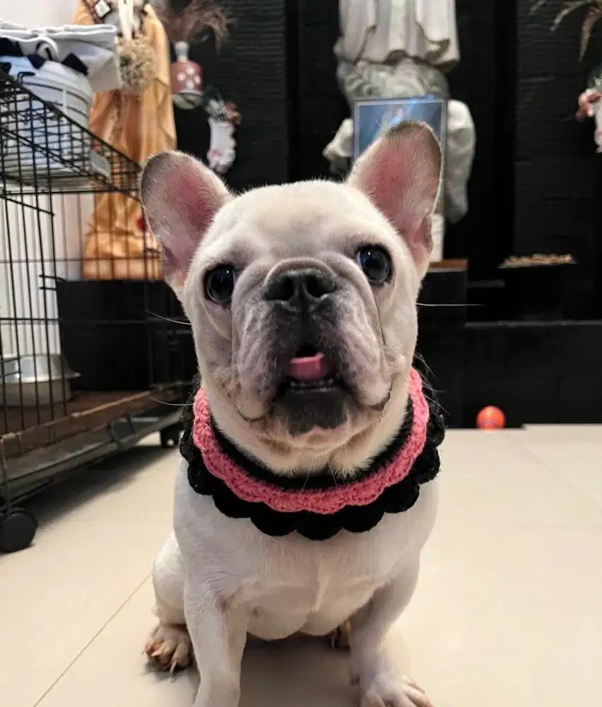 Anjing / indukan french bulldog short body