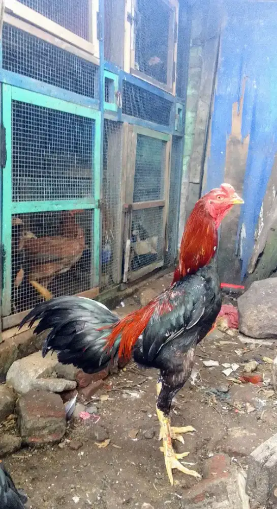 Koytrad muda semi brakot