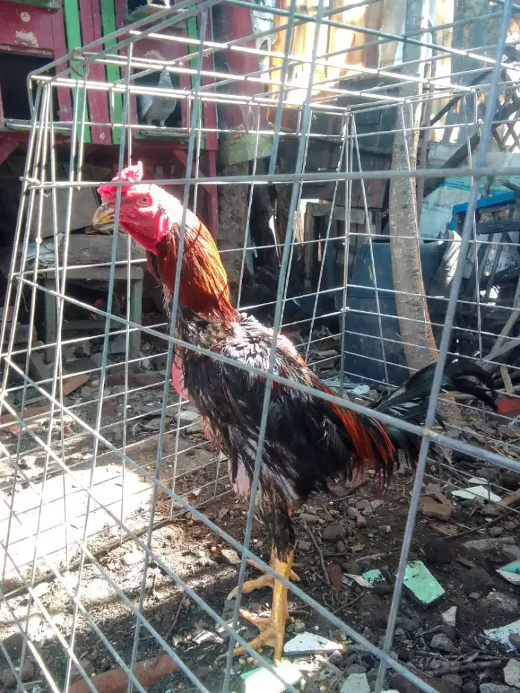 BK Kaki njalin semi ubed Jalu teplek renteng