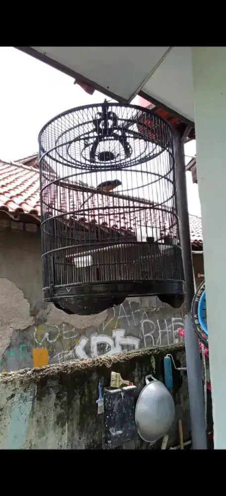 Burung murai betina jos
