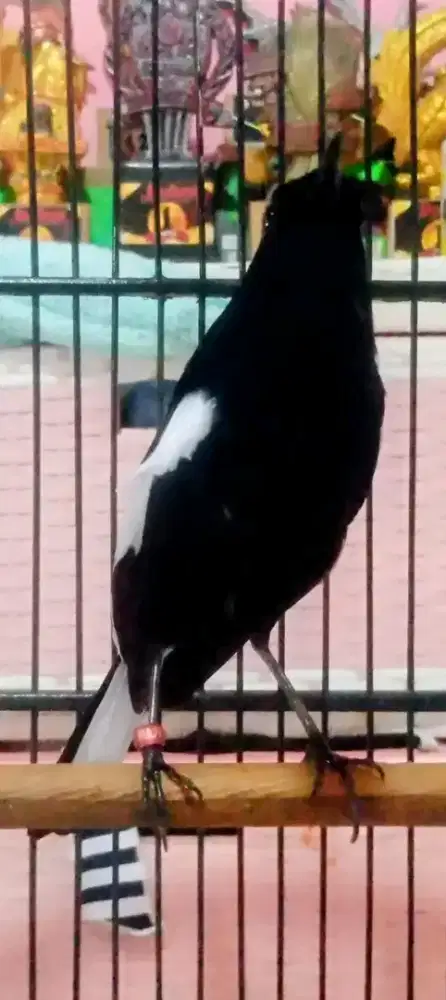 Di jual burung kacer dada hitam jawa timur