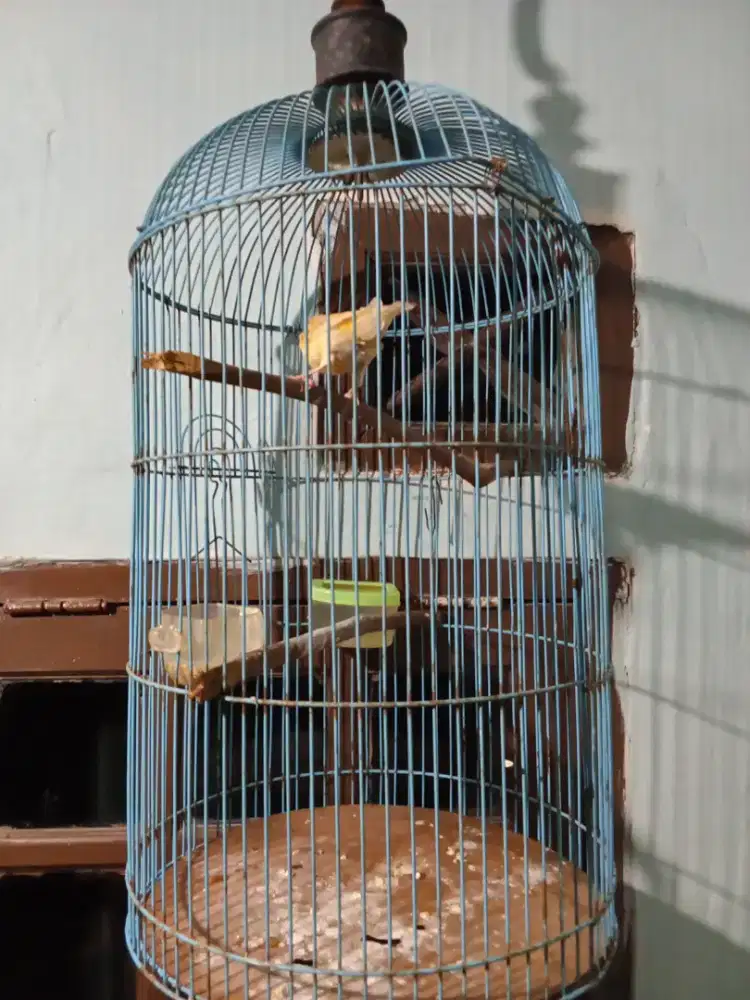 Burung kenari lokal betina