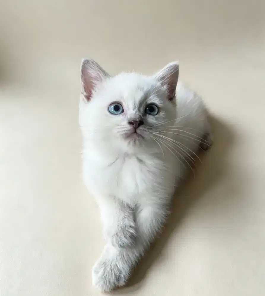 BSH Seal Point Blue Eyes Female Carier Cinnamon