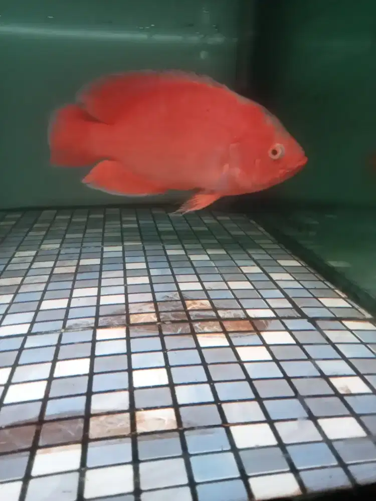 Jual santai ikan Oscar red cili ukuran 5 jari