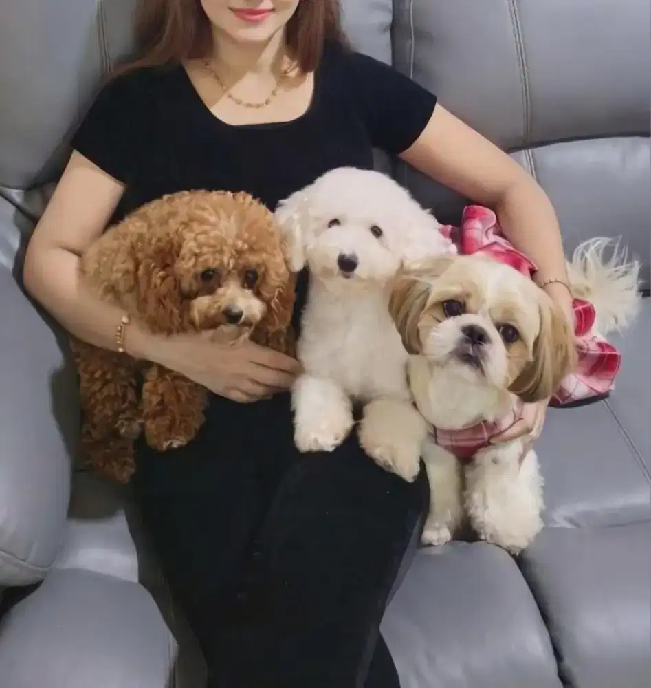 DIJUAL ANJING SHIHTZU JANTAN