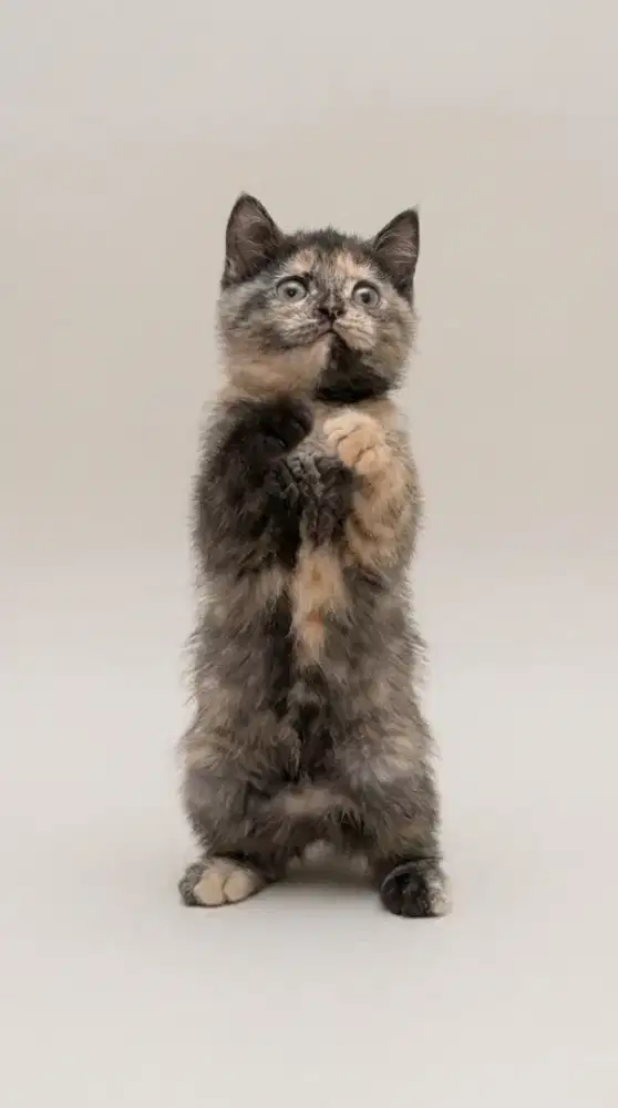 BSH Tortie Betina Line Ped WCF