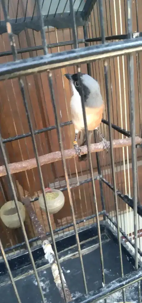 Burung cendet pilis tebal
