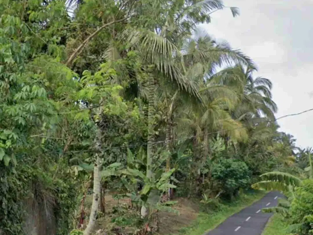 Kebun Kopi di Tabanan Bali hanya 20 menit ke Balian Beach